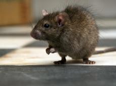 Факты о крысах – что такого необычного в этих грызунах